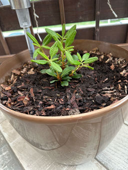 Рододендрон Баден-Баден