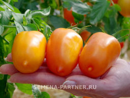 Томат Сиеста - Партнер фото 5