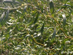 Ива белая Дартс Снейк С5