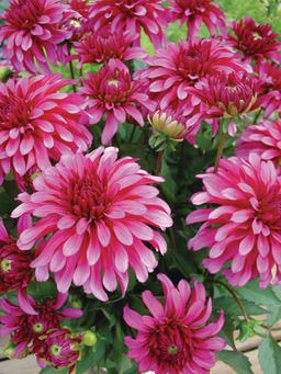 ГЕОРГИНА Гэллери Арт Нуво Разбор I Кол-во упак., шт 1