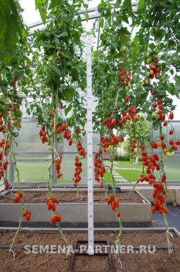 Томат Рыжий Котя F1 - Партнер фото 3