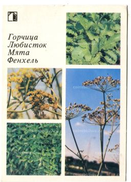 Открытка Горчица.Любисток.Мята.Фенхель