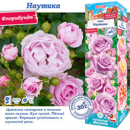 Роза Наутика (Флорибунда) 1шт