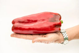 Перец сладкий Ливадия - Партнер фото 3