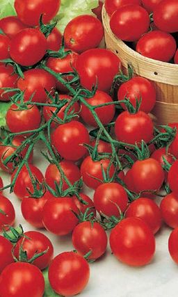 Томат КОНФЕТНОЕ ДЕРЕВО F1 Черри сорт с хлыстовидными кистями! В кисти до 50 сладких плодов!