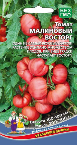 Томат МАЛИНОВЫЙ ВОСТОРГ Один из самых вкусных сортов! Растение усыпано множеством плодов, при виде грядки только восторг!