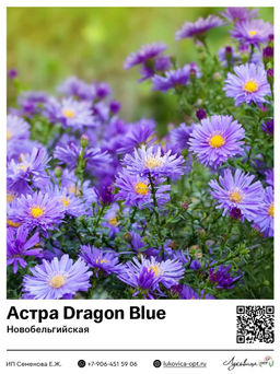 Астра Dragon Blue (Новобельгийская)