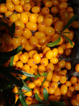 Облепиха Янтарная