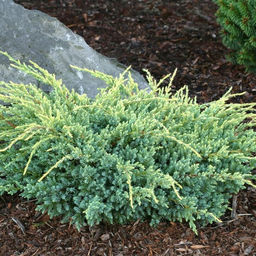 Можжевельник чешуйчатый Холгер - Долина роз фото 3