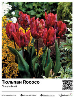 Тюльпан Rococo (Попугайный)