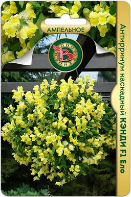 Антирринум каскадный Кэнди F1 Ело