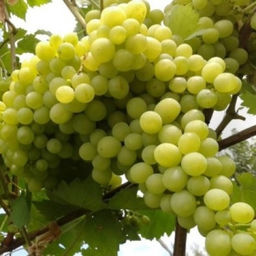 Виноград Алешенькин (коробка) 1шт