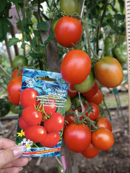 Томат ФЛАЖОК Гигантская урожайность! Завораживающий вид куста! Идеален для консервирования! - Уральский дачник фото 2