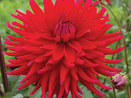 ГЕОРГИНА Акапулько Разбор I Кол-во упак., шт 1