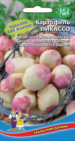 Картофель ПИКАССО  Идеален для жарки! Яркая, необычная окраска! Быстро формирует клубни! Отлично хранится зимой!