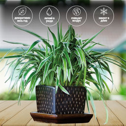 Хлорофитум вариегата