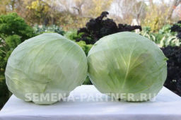 Капуста белокочанная среднепоздняя Агрессор - Партнер фото 4