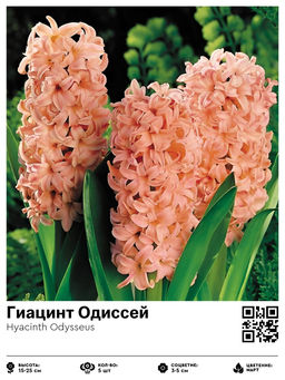 Гиацинт Одиссей