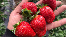 Земляника Крапо