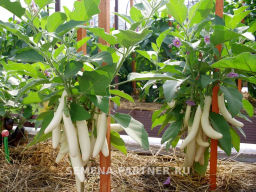 Баклажан Мотя - Партнер фото 3