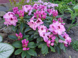 Рододендрон Lugano (Лугано) - Долина роз фото 9