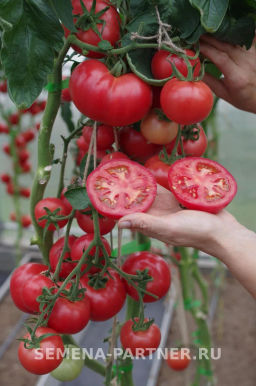 Томат Королева - Партнер фото 6