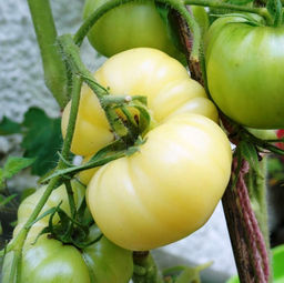 Помидоры Mikado White - Белый Микадо