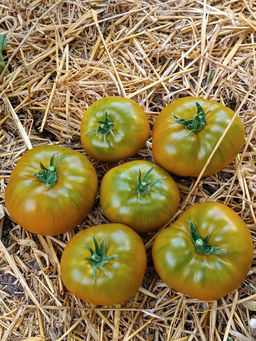 Томат ИРЛАНДСКИЙ ЛИКЁР F1 Высокая урожайность! Оригинальный цвет и вкус! - Уральский дачник фото 3