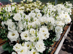 Эустома срезочная махровая молочно-белая Мадам Лорен - Партнер фото 7