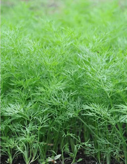 Укроп Нежность