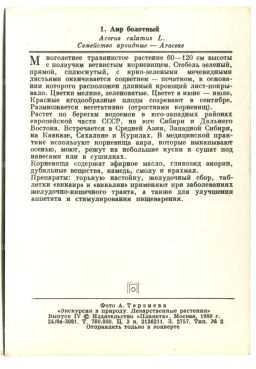 Открытка Аир болотный