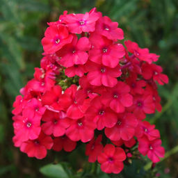 ФЛОКС Мисс Мэри Разбор I Кол-во упак., шт 2