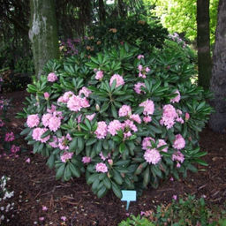 Рододендрон Хельсинки Университет