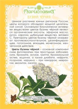 Бузина чёрная (цветы) - Мариславна фото 3
