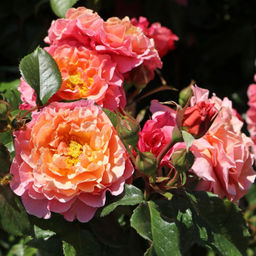 Роза Мари Кюри