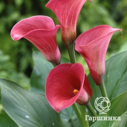 КАЛЛА Кэптан Романс Разбор 12/14 Кол-во упак., шт 2