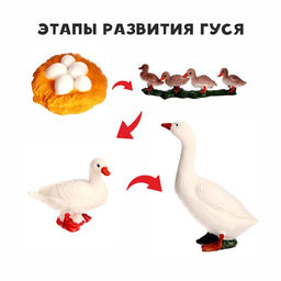 Обучающий набор Этапы развития гуся 4 фигурки