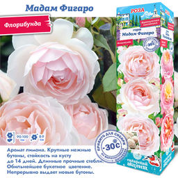 Роза Мадам Фигаро (Флорибунда) 1шт
