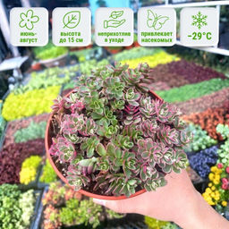 Очиток ложный Триколор