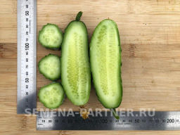 Огурец пчелоопыляемый Феличита - Партнер фото 5