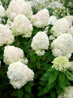 Гортензия Фантом 20-40 см, горшок Р9