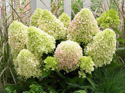 Гортензия метельчатая Литл Фреско - Долина роз фото 3