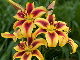 Лилия Вива ла Вида