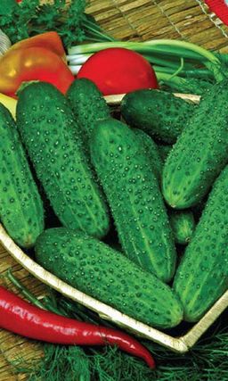 Огурец СИЛА ЗЕМЛИ F1 Мощный куст! Большой урожай! Огурчики в засоле крепкие, хрустящие, без пустот!