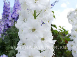 Дельфиниум Инносенс - Партнер фото 7