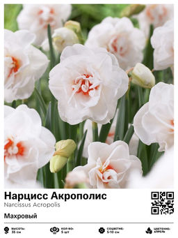 Нарцисс Acropolis (Махровый) - Голландские луковицы фото 2