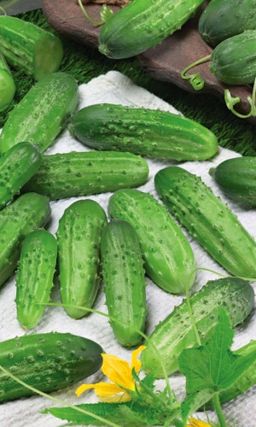 Огурец БРЮНЕТ F1 Обилие огурцов! Подготовьте свои лучшие рецепты по засолу заранее! Отличный вкус!