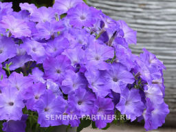 Петуния Изи Вэйв Лавендер Скай Блю каскадно-ампельная - Партнер фото 5