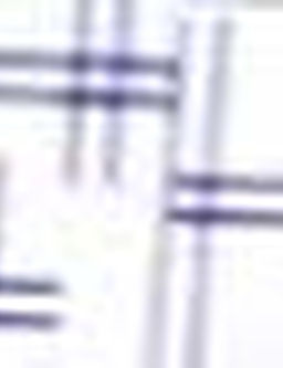 Рубашка приталенного кроя с длинным рукавом цвета индиго - Cacharel фото 5