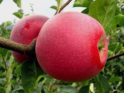 Яблоня Айдаред